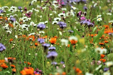 A flowering meadow