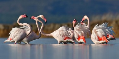 A flock of flamingos standing in the water. 